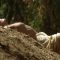 Tarzan, the Ape Man nude scenes preview Tarzan, the Ape Man nude scenes