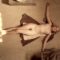 Female Agents nude scenes preview Female Agents nude scenes